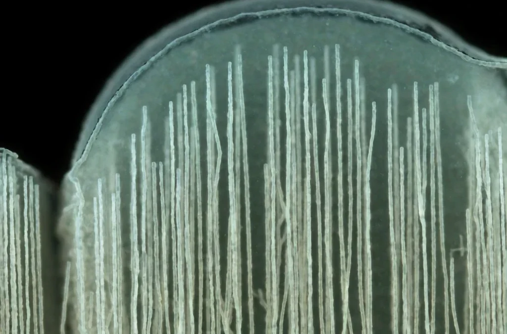 spin ice magnetic strings emergent defects physics